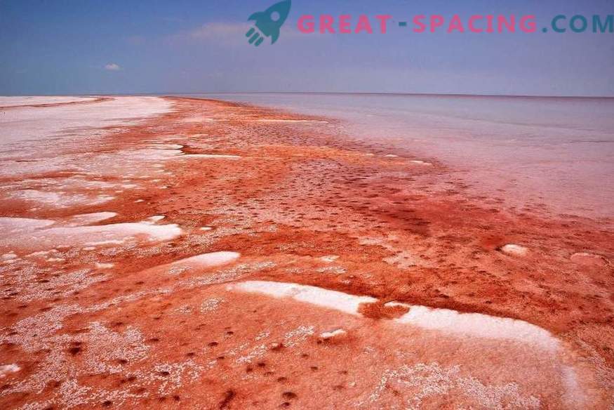 Que organismo terrestre pode se esconder na água salgada marciana?