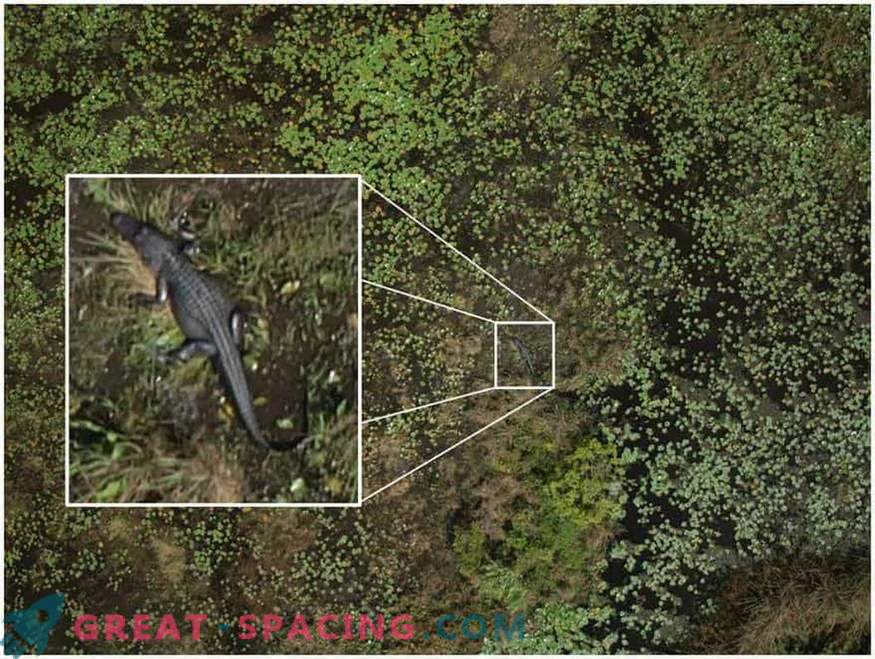 Como os drones ajudarão a desvendar o segredo dos círculos nas plantações