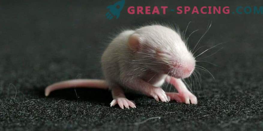 Os ratos nasceram do esperma, tendo passado 9 meses no espaço